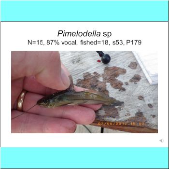 Pimelodella sp.png